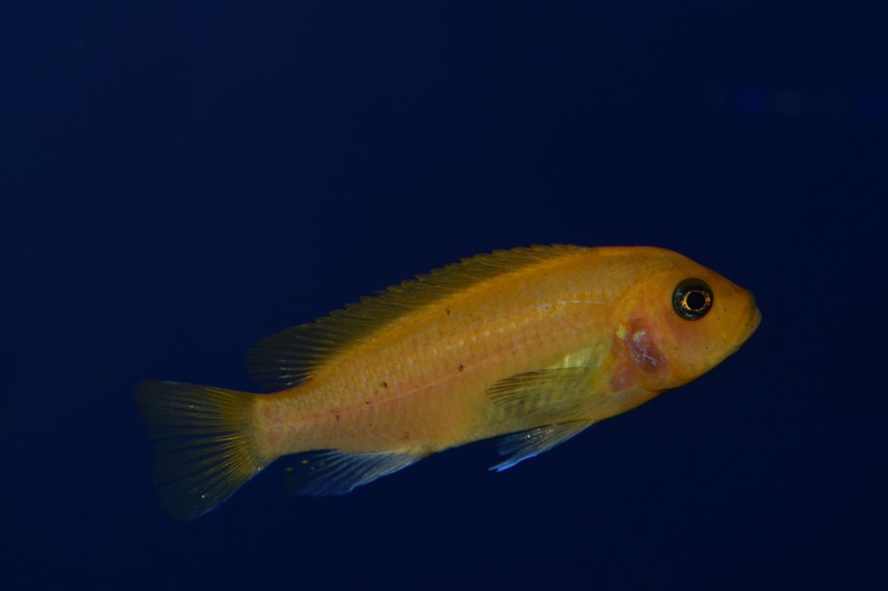 Maylandia estherae 'Minos Reef'